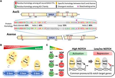 Function of Proneural Genes Ascl1 and Asense in Neurogenesis: How Similar Are They?